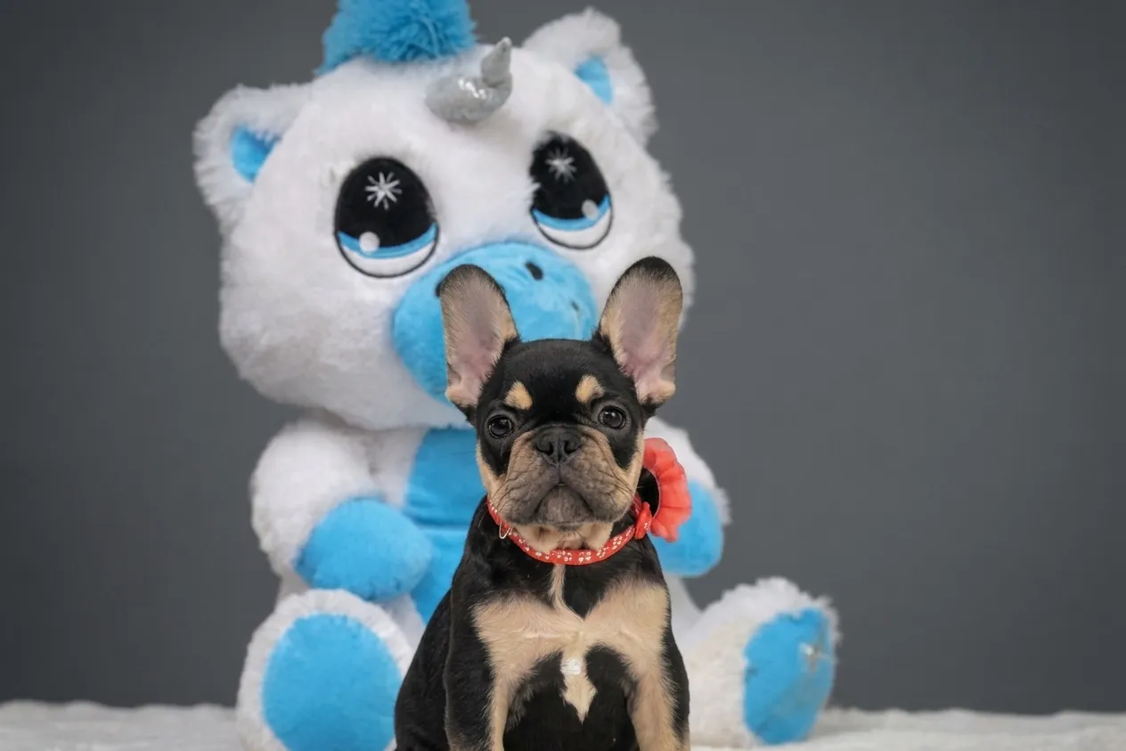 Catelyn, a black and tan French Bulldog puppy — photo 1 of 3