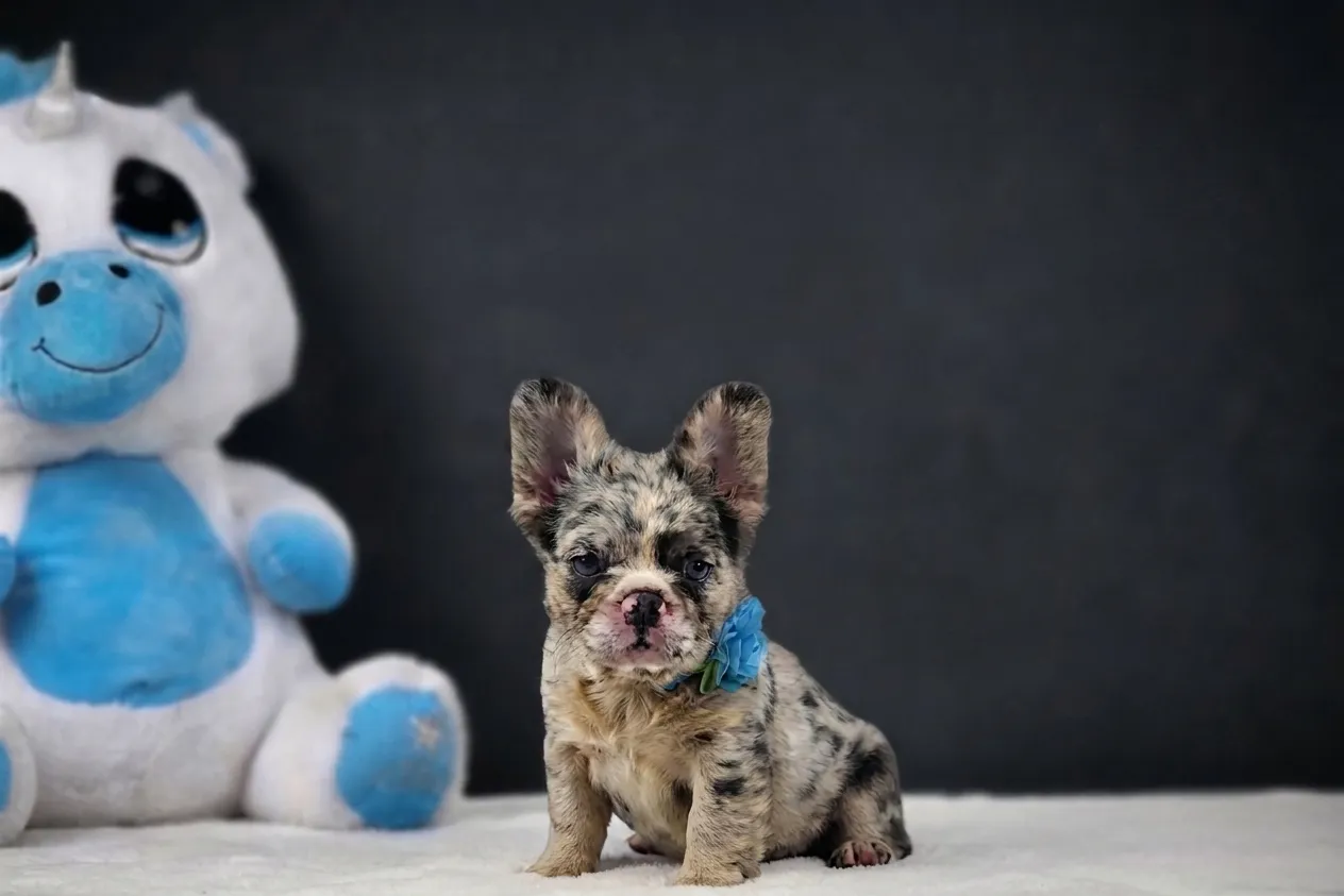 Catia, a lilac tan merle fluffy French Bulldog puppy — photo 1 of 3