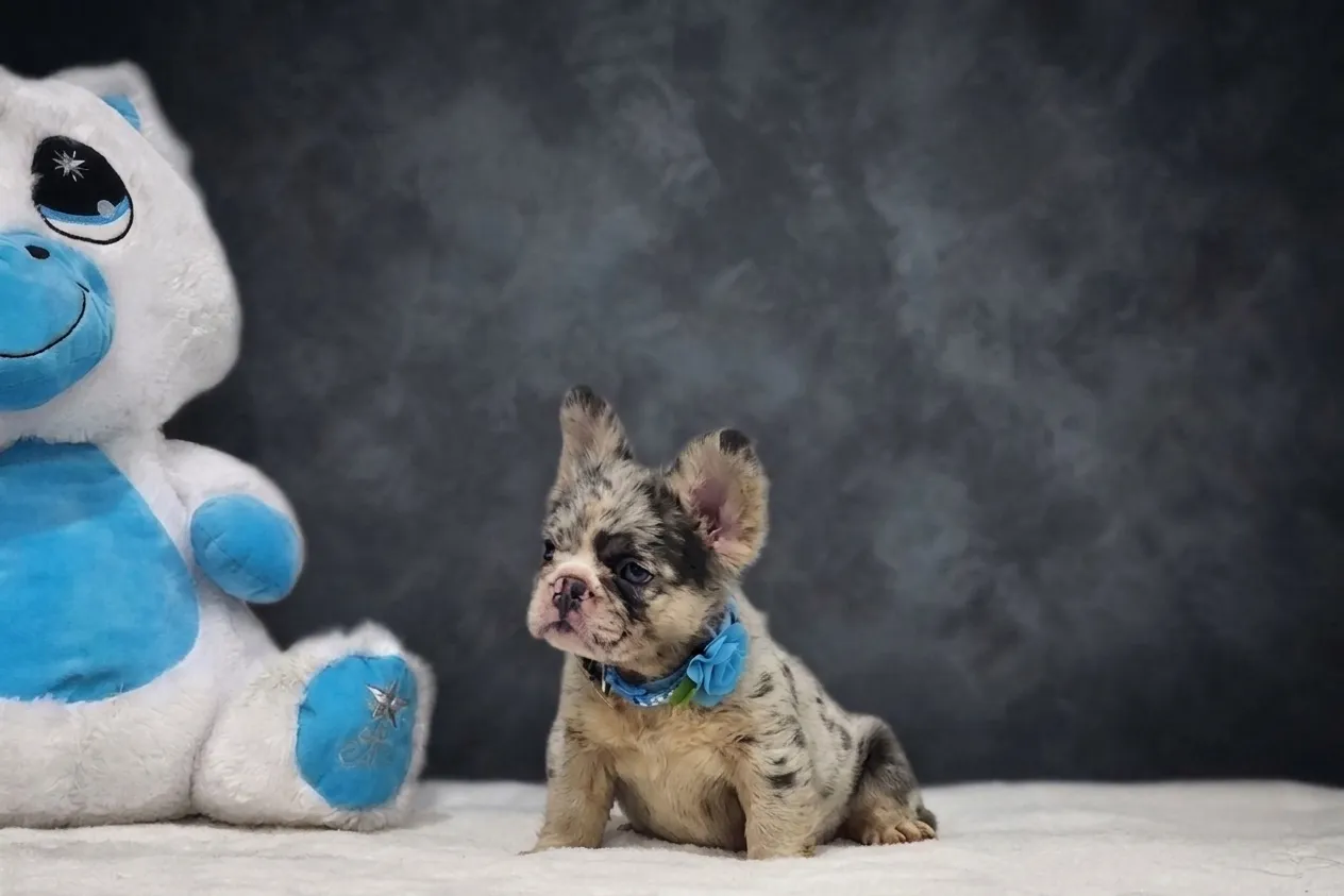 Catia, a lilac tan merle fluffy French Bulldog puppy — photo 3 of 3