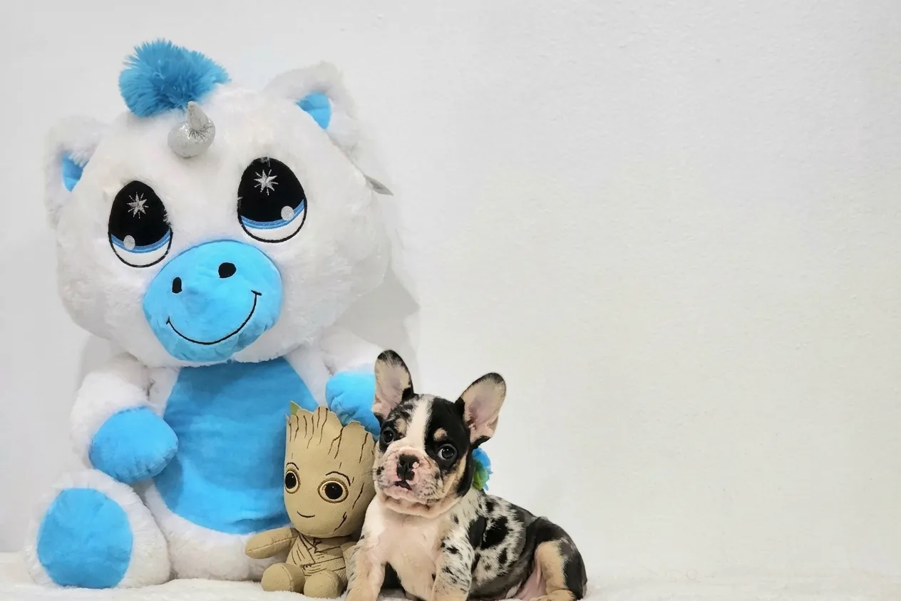 Cecelia, a black tan merle French Bulldog puppy — photo 1 of 3