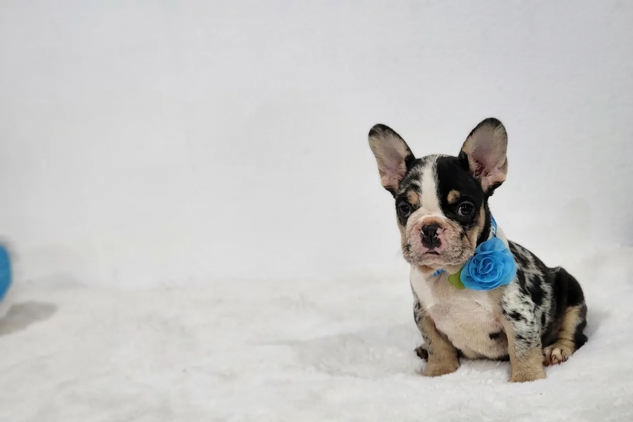 Cecelia, a black tan merle French Bulldog puppy — photo 3 of 3