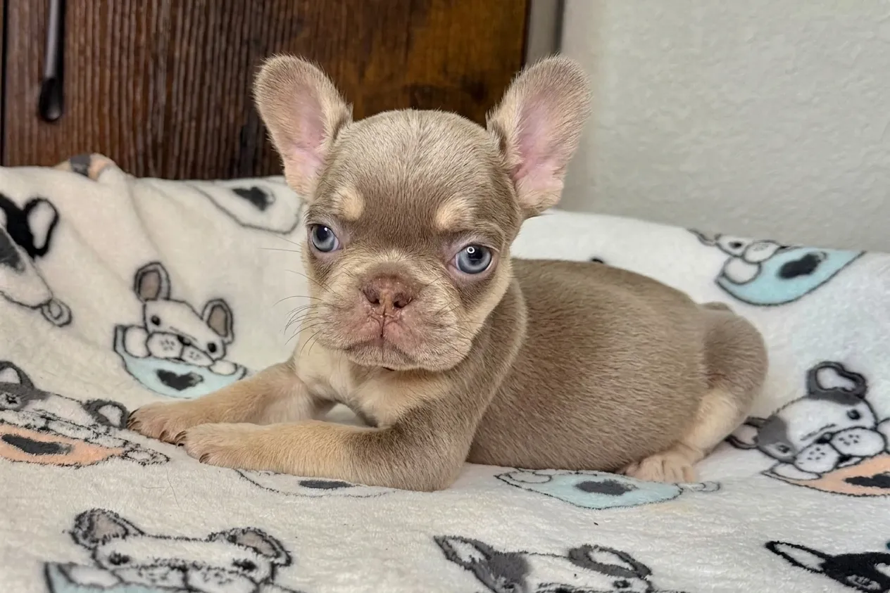 Mima, a isabella and tan French Bulldog puppy — photo 1 of 3