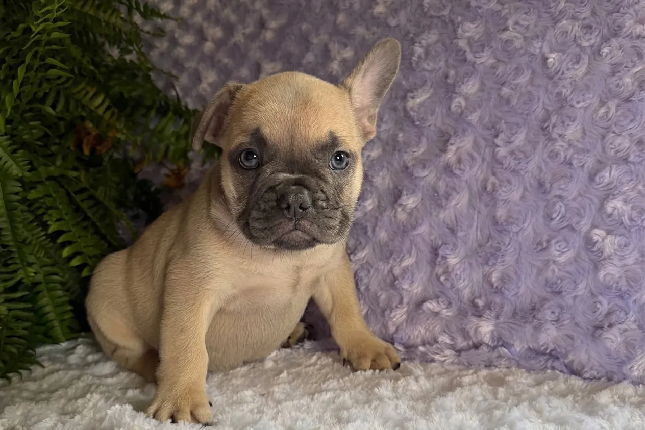 Noodle, a tan French Bulldog puppy — photo 1 of 3