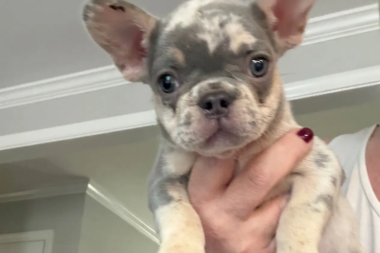 Rider, a lilac merle French Bulldog puppy — photo 1 of 3